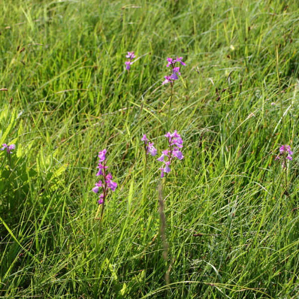 Anacamptis palustris